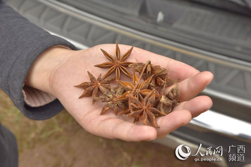 广西上思八角加工现代化 山区资源变产业优势