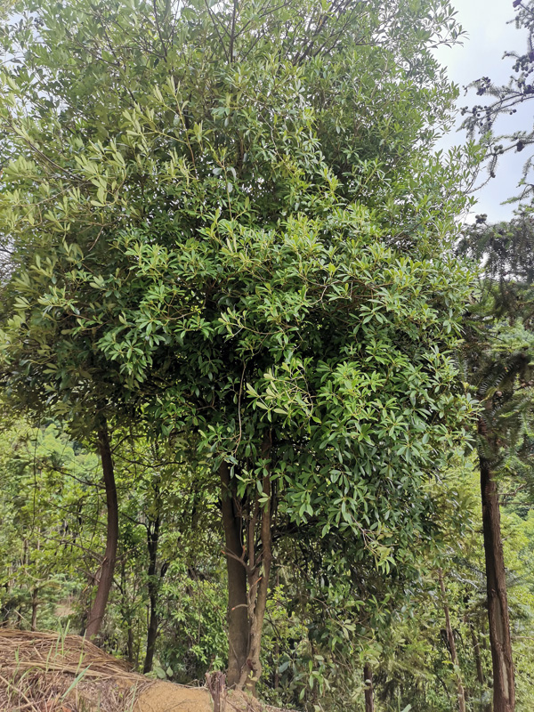 八角成林期（盛果期）的管理-八角种植技术