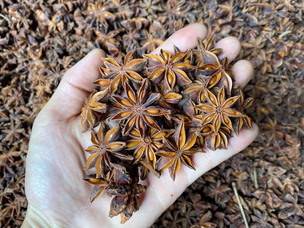 八角，又称茴香、八角茴香、大料和大茴香。是八角茴香科八角属的一种植物。其同名的干燥果实是中国菜和东南亚地区烹饪的调味料之一。为生长在湿润、温暖半阴环境中的常绿乔木，高可至20米。主要分布于中国大陆南方。果实在秋冬季采摘，干燥后呈红棕色或黄棕色。气味芳香而甜。全果或磨粉使用。