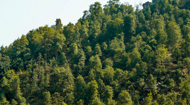 桂平市年产万吨香料 八角种植基地香气漫山