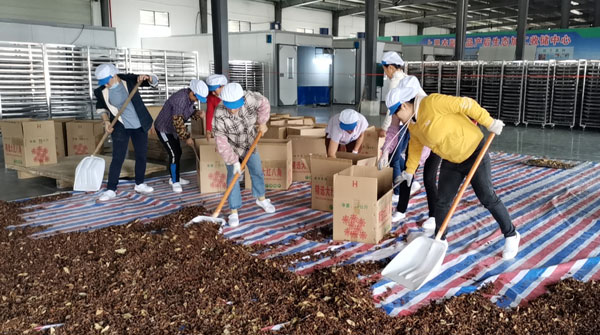 八角烘干机烘干八角 百色市八角大户喜增收