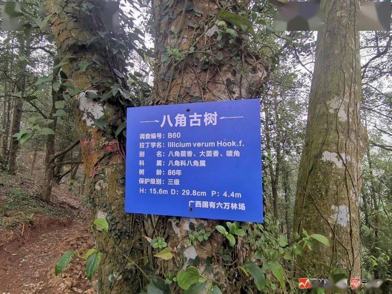 玉林八角林成为六万大山森林公园的网红打卡地